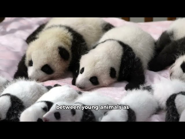 5 Most Funniest Moments between BABY Animals and their ADULTS | Preschool | Grade 1