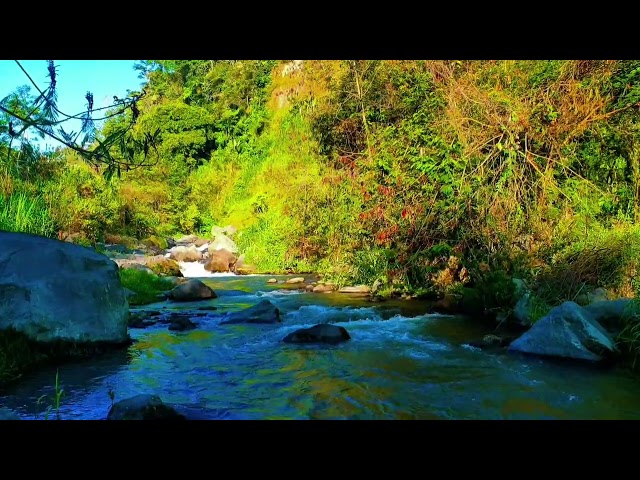 Magical sounds of the forest, Beautiful Water River Sounds, Goodbye Stress to Deep Sleep Instantly