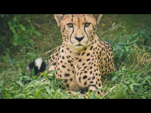 How Much Do You Know About The Cheetah?