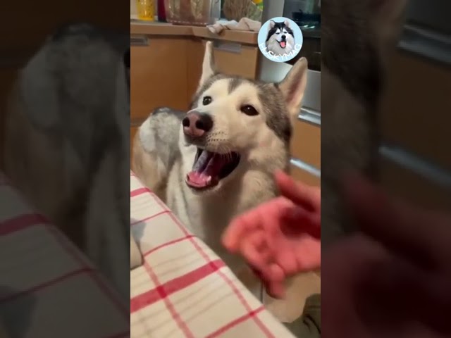 Huskies being dramatic and weird