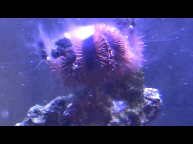 Tuxedo Urchin Spawning in our Red Sea Reefer Peninsula 650