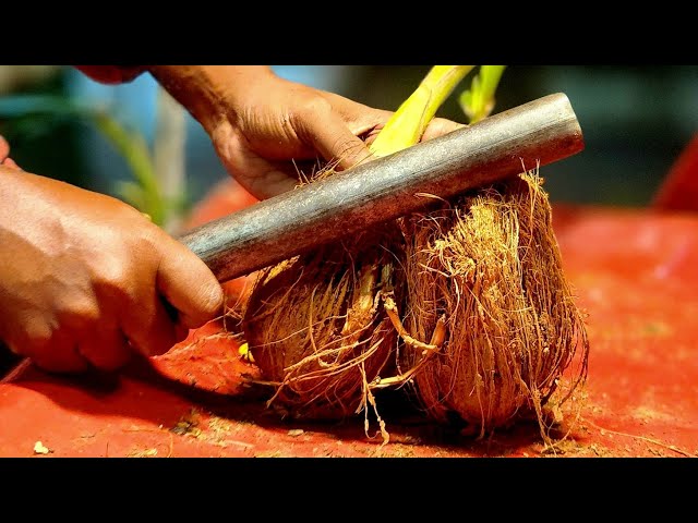 FRUIT NINJA of FRUITS | Amazing Fruits Cutting Skills | Indian Street Food In 2023