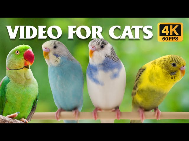 TV For Cats - Best Video For Cats To Watch Beautiful Garden Birds - 4 HOURS Video For Cats