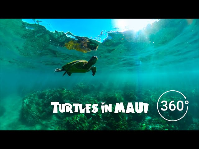 Maui Travel VR Experience - 8k Drone and Underwater!