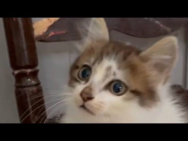 Gatos graciosos 😅😅😂#cat #gatosgraciosos #kitten #cattv #funny #shortvideo #animal #shortsfeed