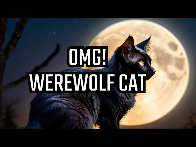 A Cat, Looks Like a Werewolf ! #LykoiCatBreeders#Warewolfcat