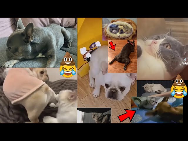 Funny Dogs Fart in Cats' faces🐕💨🐈Try Not To Laugh Compilation - Memes and Fails / Animals / Pets