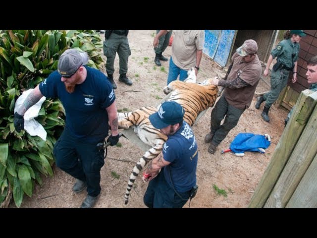 Dangerous Roadside Zoo Rescue