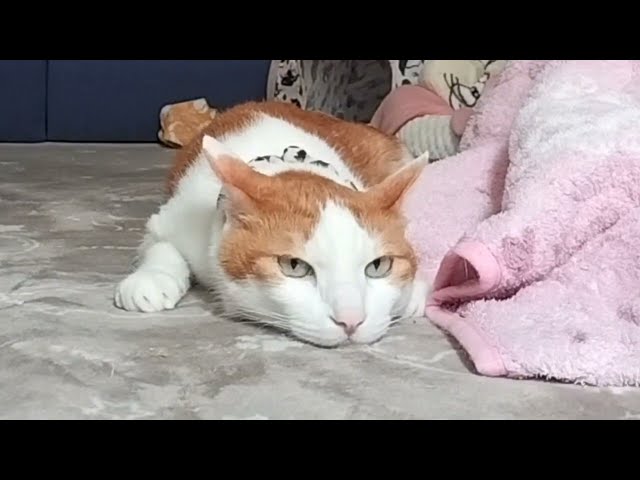 １分ぐらいの動画😸2😸Video of about 1 minute　トム、身体を温めてる箇所説明 😸   #cat #cats #猫