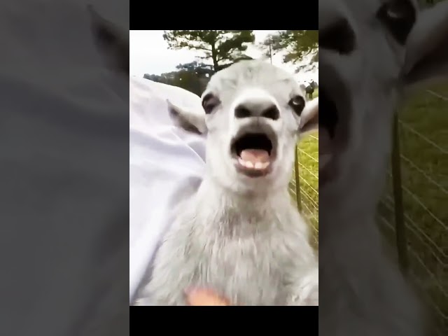 Funny animal videos😅😅