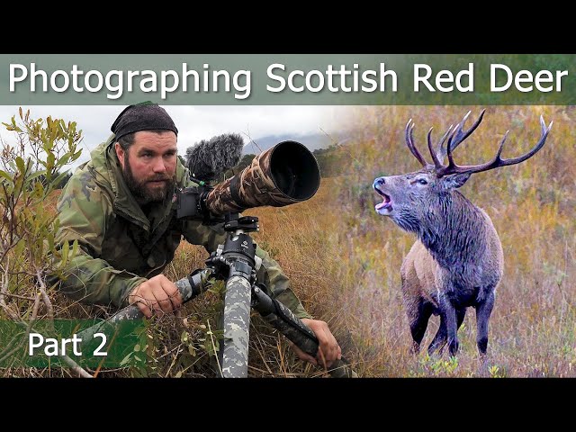 Scottish RED DEER RUT Part 2: Roaring Monsters | Wildlife Photography | Nikon Z7 + 500mm PF