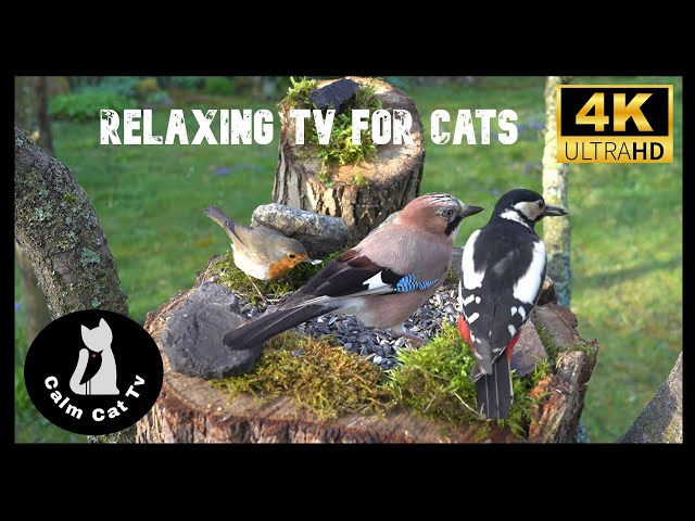 Cat TV for cats to Watch - Birdies secret - 4K