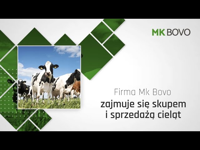 Skup cieląt Łazy Biegonickie Mk Bovo