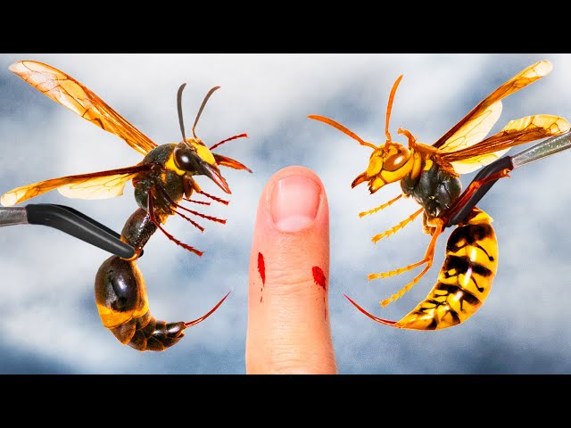 STUNG 40 Times! (Japanese Wasp Battle)