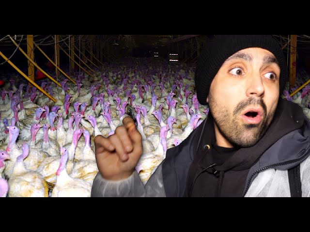 I secretly filmed in a MAJOR turkey farm, it was far worse than I ever imagined.