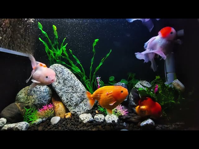 Pure 4K Aquarium Sounds for Deep Relaxation and Sleep | No Music, Just Nature