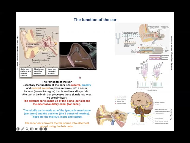 Physiology of hearing | How the ear works