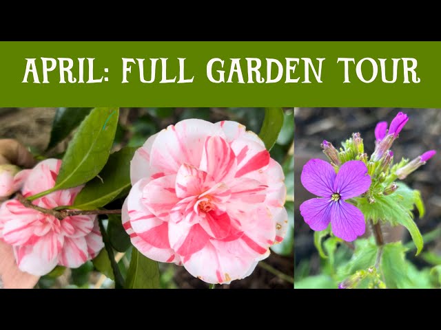 APRIL: full cottage garden and greenhouse tour in UK cottage garden zone 9 #springisintheair