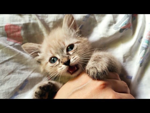 cute baby cat 🐈 very funny animals, I'm emly 😸🙏