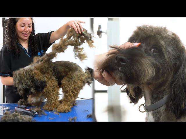 What a transformation! Rescued Dog's First Grooming Experience!