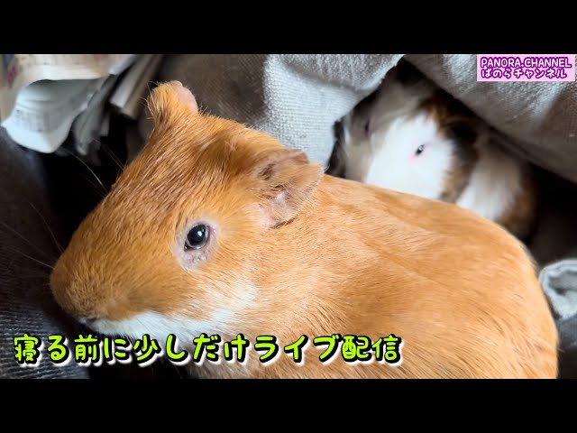 A little live broadcast before going to bed PANORA.CHANNEL Guinea pig