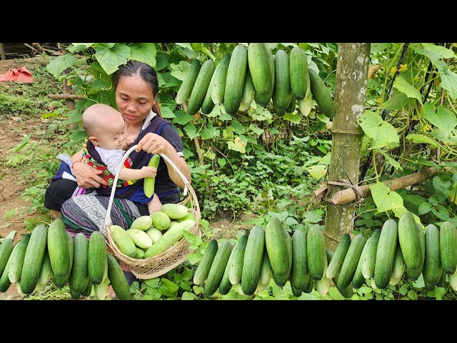 Harvest beans and cucumbers. Go to market