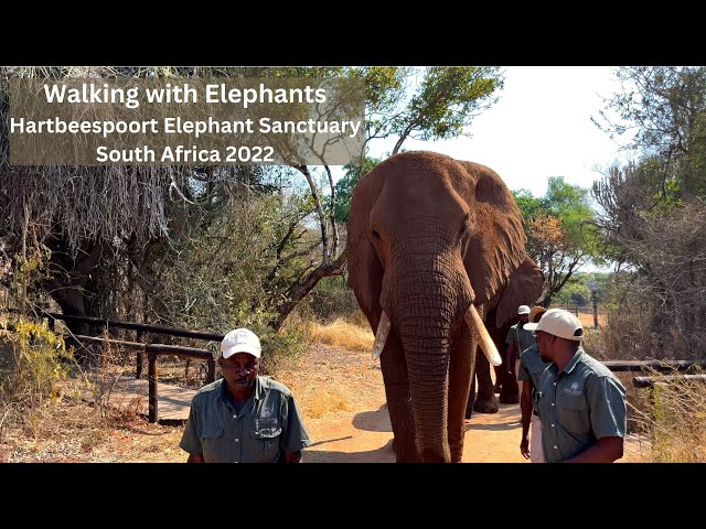 Walking with Elephants