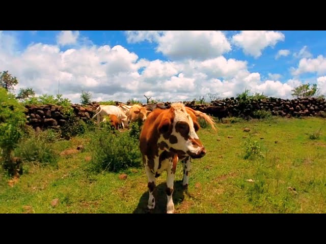 Vacas en realidad virtual | VR experience #97