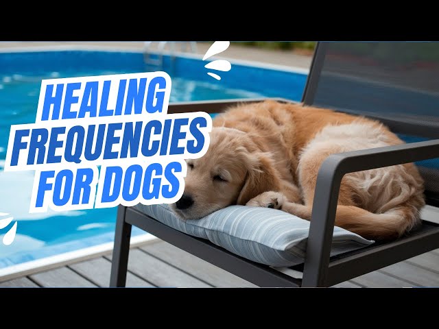 Healing Frequencies for Dogs 🐾  Soothing Music to Relieve Stress & Promote Deep Sleep #DogRelaxation