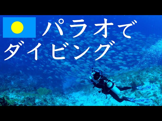 【Palau】Scuba Diving in Palau – Witness the Spawning of Sailfin Snapper in Peleliu