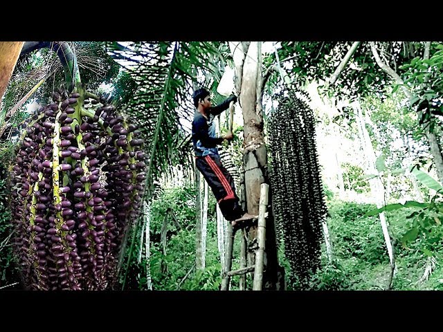 Traditional: Ways and Techniques for Taking Palm Sugar Palm, Palm tree and Palm sugar