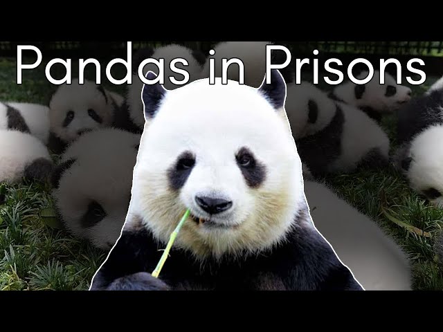 The Profitable Panda: The Dark Side to Pandas in Captivity