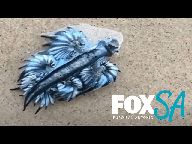 Venomous Blue Sea Slugs on Texas Beaches