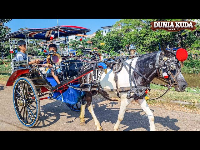 KUDA - KUDA DELMAN  -  NAIK KUDA - NAIK DELMAN ISTIMEWA - NAIK KUDA 🎃 LAGU CICAK-CICAK DIDINDING