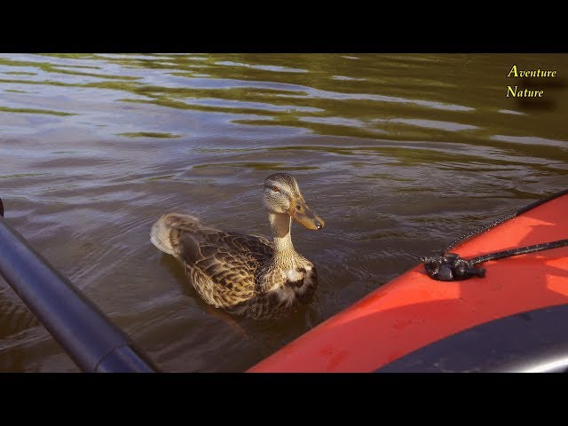 Va-t-elle Embarquer Dans Mon Kayak Regardez Ce Qu'elle Va Faire  / Aventure Nature