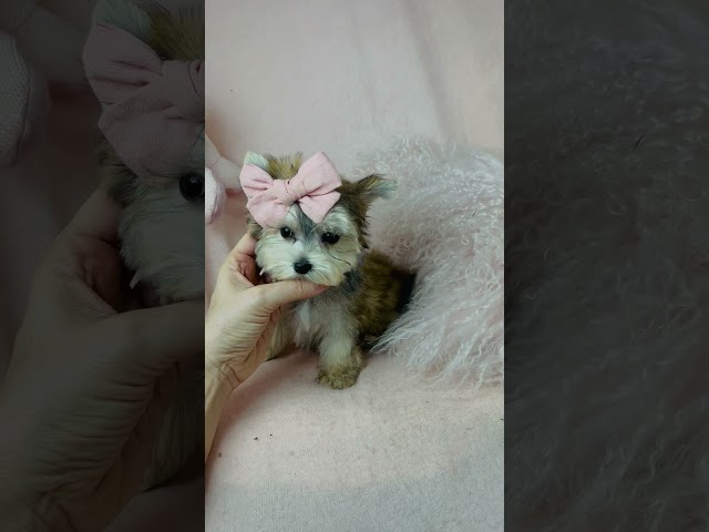 Morkie Puppies for sale Boca Raton, West Palm Beach, Orlando, Tampa Florida