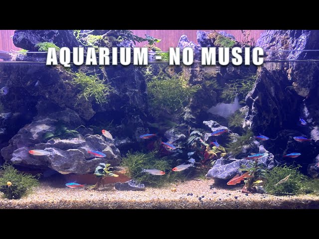 Relaxing Aquarium Fish Tank Sounds with water sounds. No Music - Aquarium Sounds For Sleeping