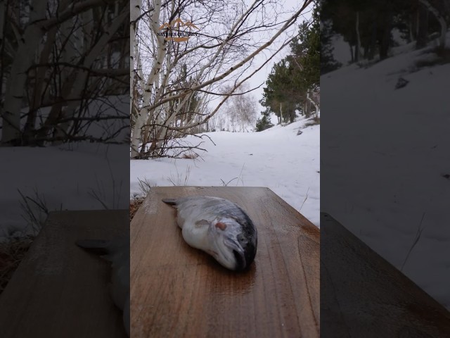 Orange Trout on the Mountain / Dağda Portakallı Alabalık