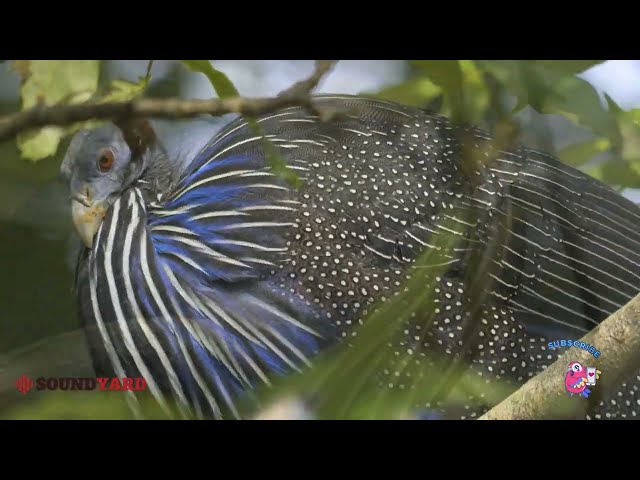 Enchanting Guinea Fowl Moments: Perched, Preening, and Blinking