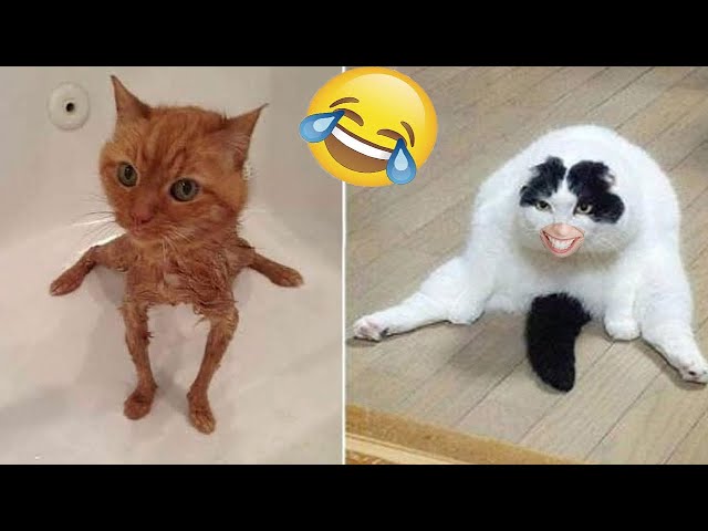 Funny animal videos 2023 -  Funny cats/dogs -  Funny animals   -Part82/Haypyy Pett