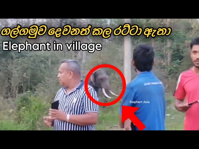 A fierce herd of elephants arrive in the village ගල්ගමුවේ අලී #elephant #village #attack