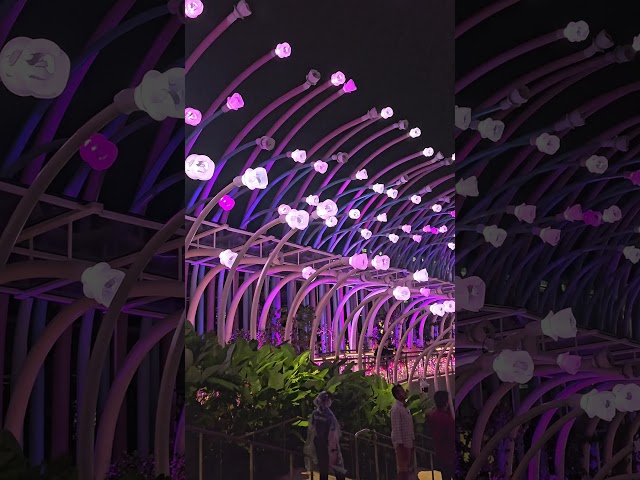 Lights, sounds & pure magic! ✨ Experience Sensory Scape Sg—ending with a stunning fireworks show!