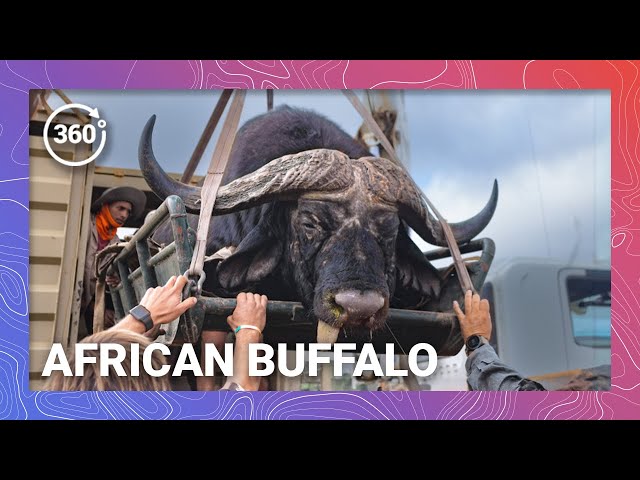 Unraveling the Aggressive Engima: Capturing Cape Buffalo for Healthy Herds