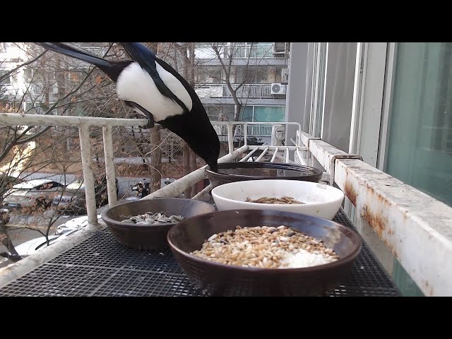 Seoul Korea Wild Birds Live Streaming