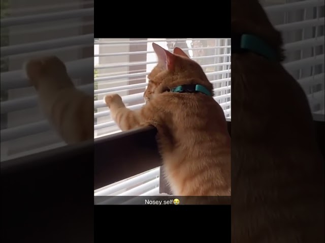 Cat behavior is random.😂 #cat #youcat #cuteanimal #catvideos #funny #ytcat #cutecat #pets