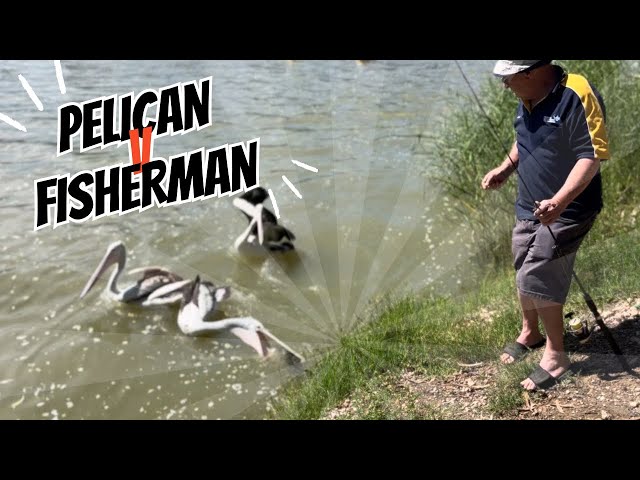 Pelican V Fisherman on the Murray River