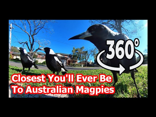 Australian Magpies Up Close and Personal [360 Video]