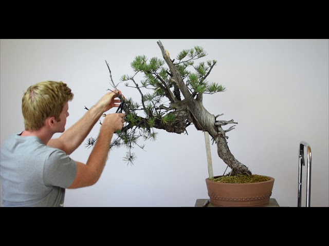 ASMR Bonsai |  Pinyon Pine