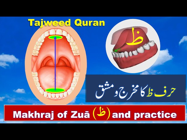 How to pronounce Zua ( ظ ) letter in Quran | Arabic Alphabet Pronunciation | Learn Tajweed Quran