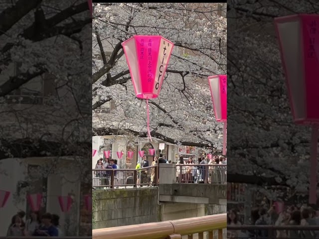 Japan's Beautiful Cherry Blossoms!